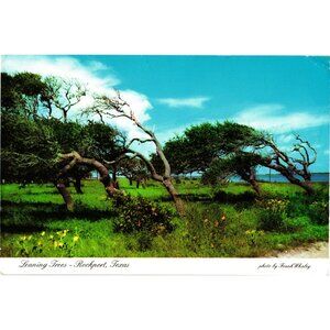 Leaning Trees Rockport Texas Frank Whaley Gulf Coast Scenic Postcard